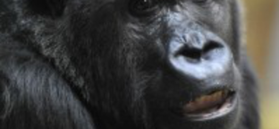 Bemutatkozott Budapest új gorillája 