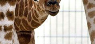 Idén már másodszorra született zsiráfbébi a Fővárosi Állatkertben