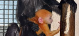 Jávai langur született az a fővárosi állatkertben