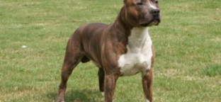 Az amerikai staffordshire terrier a légnépszerűbb fajta - csütörtökön kezdődik a Kutya Világkiállítás