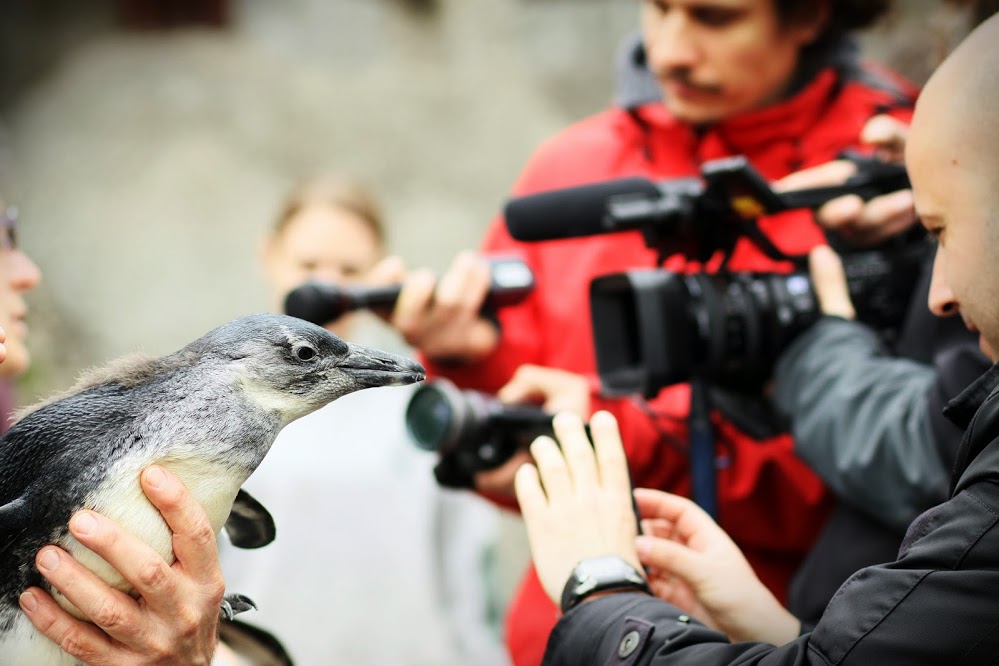 Első nyilatkozatok a sajtó munkatársainak