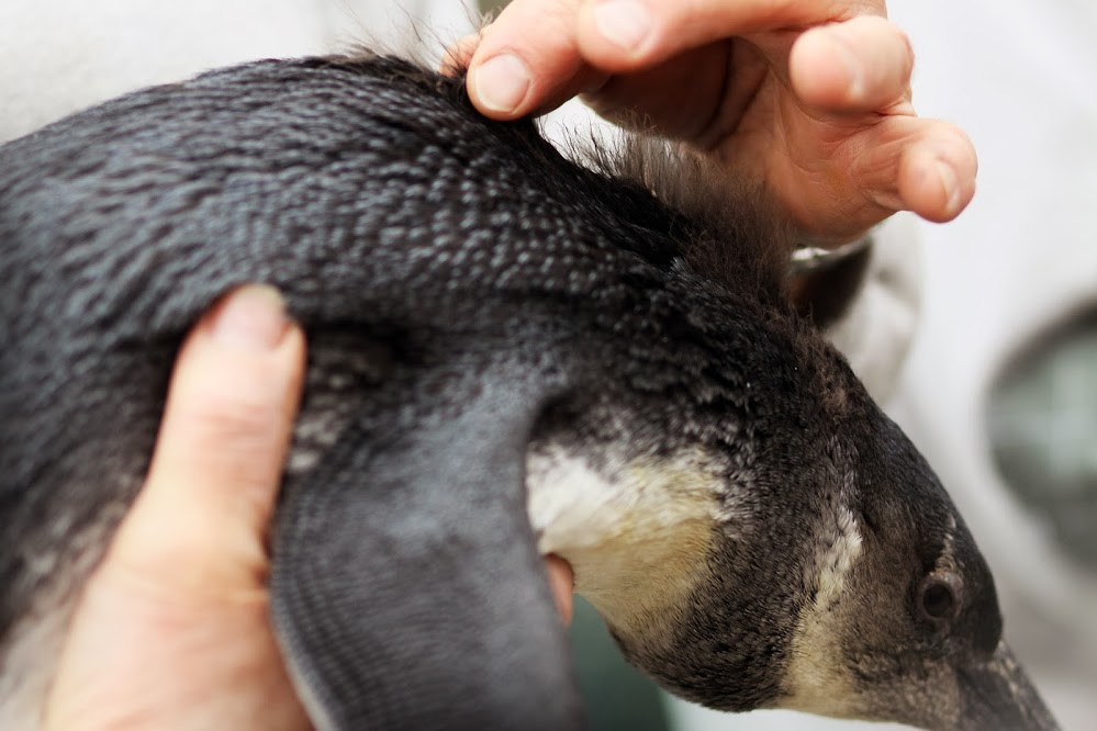 A gondozók azt mutatják, hogy a két pingvin nyakán még láthatóak a fiókatollak. Ezek barnás színűek, a kifejlett állatok fekete-fehérek