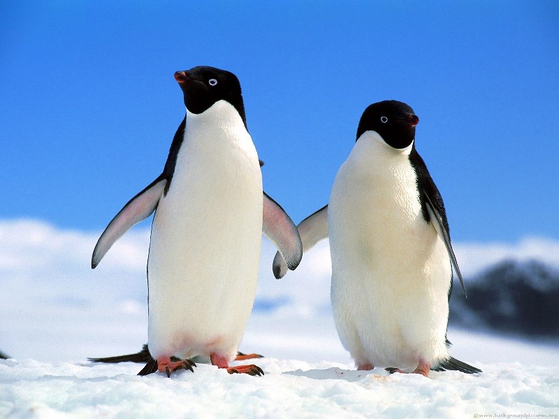 pingvinek kézenfogva.jpg