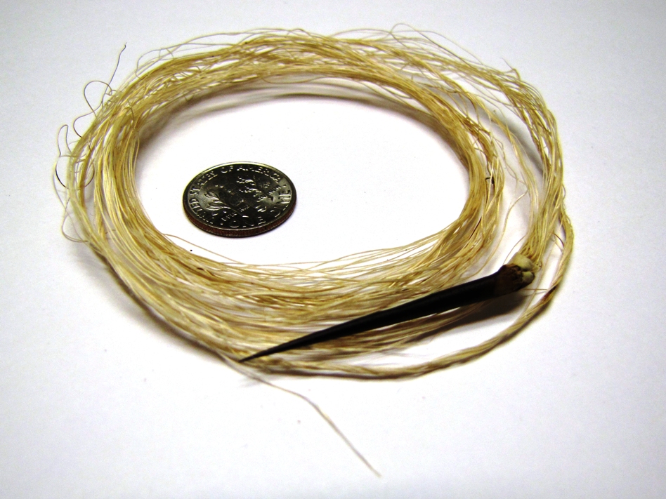 agave-spine-and-fibers-02-with-scale.jpg