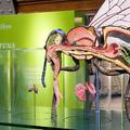 A brüsszeli Természettudományi Múzeum egy 3 éves szemével