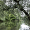 Nemzetközi Duna-nap: A WWF és a Coca-Cola alapítványa 2014 óta dolgozik a folyó ökológiai állapotának javításán