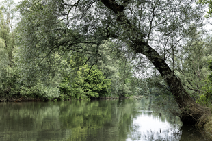 Nemzetközi Duna-nap: A WWF és a Coca-Cola alapítványa 2014 óta dolgozik a folyó ökológiai állapotának javításán