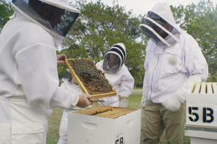 6 érdekes tény, amit érdemes tudni a méhekről