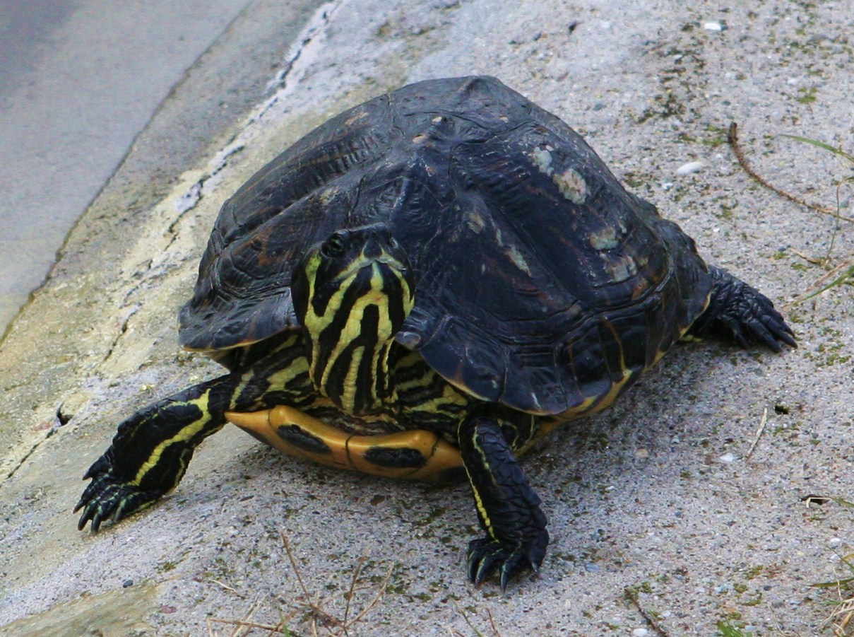 Rengeteg kis teknőst engednek szabadon, miután kiderül, hogy mekkorára is nőnek valójában. 