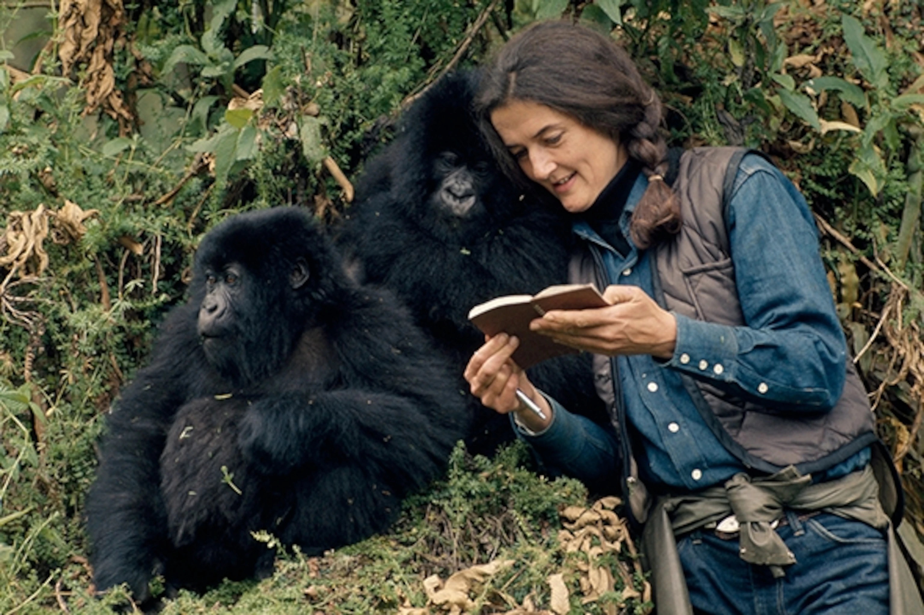 dian-fossey-baby-gorillas-590.jpeg