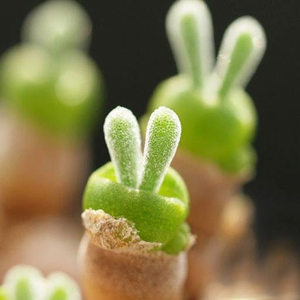 cute-rabbit-succulents-monilaria-obconica-4-58c7a2478ba60_605.jpg