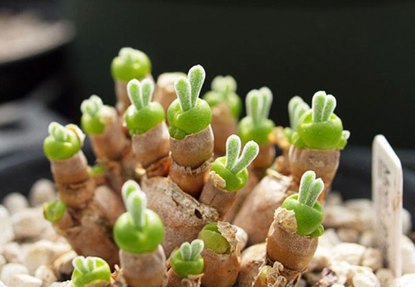 cute-rabbit-succulents-monilaria-obconica-6-58c7a24b43102_605.jpg