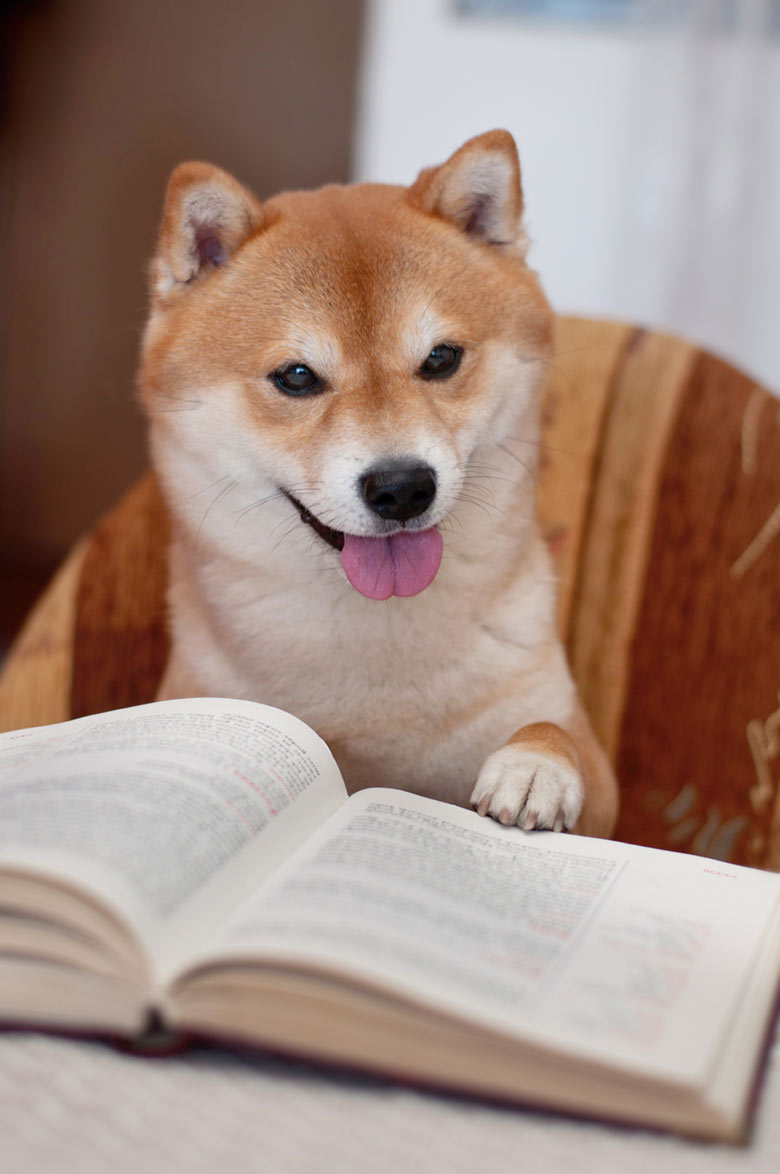 dog-reading-book.jpg