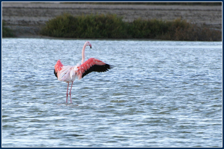 flamingo1.jpg