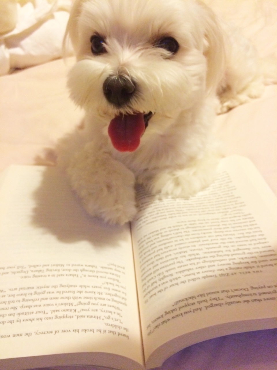 maltese-dog-reading-book-via-shafinaserendipitously-on-tumblr.jpg