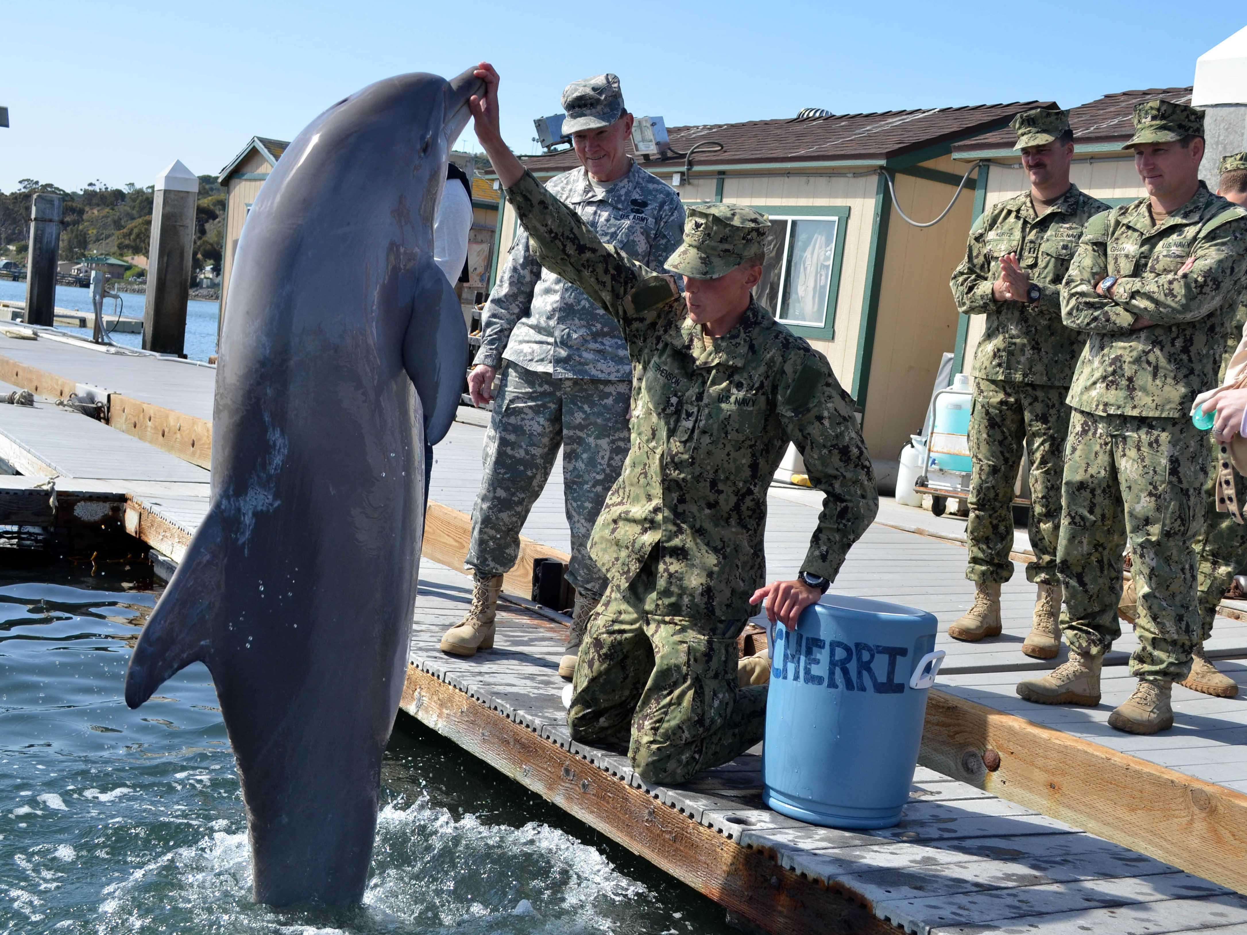 the-dark-history-behind-russias-combat-dolphin-program.jpg