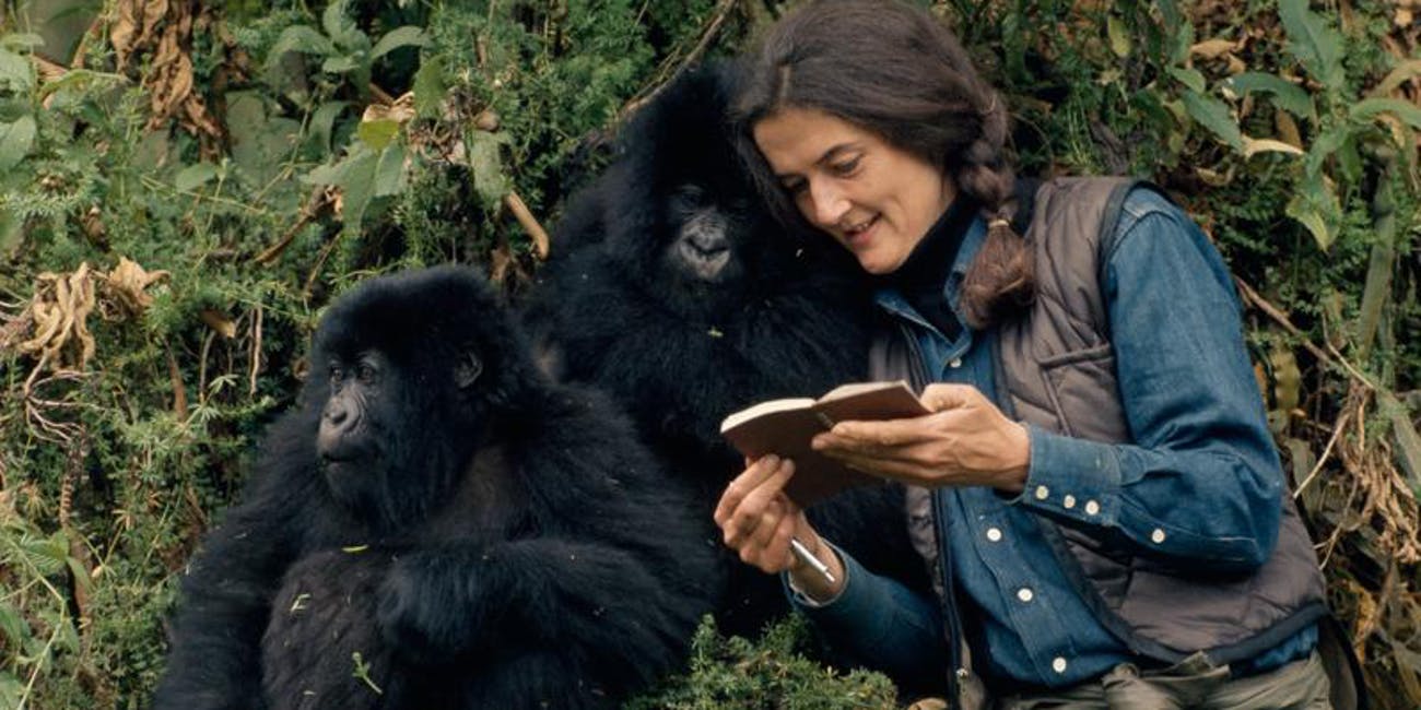 Dian Fossey – Fotó: National Geographic