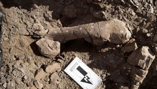 Megtalálták a legdélebbi dinómaradványokat