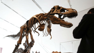 Tyrannosaurusok lábnyomaira bukkantak Kanadában