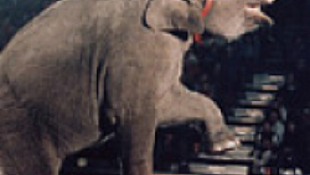 Elefánt gyilkolt a cirkuszban