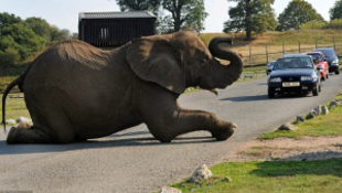 Út közepén elalvó elefánt okozott dugót 