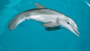 Amputált delfinen zokog Amerika 