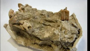 Húszmillió éves állati maradványokra bukkantak