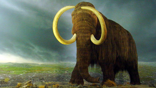 Fél lépésnyire a klónozott mamuttól