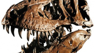 Magángyűjtőhöz került a 66 millió éves T. rex