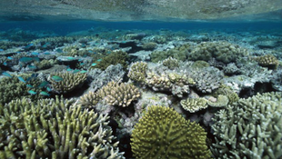 Új korallzátonyt fedeztek fel