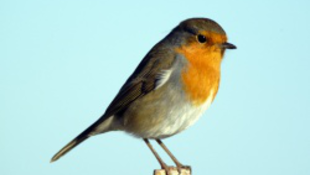 Mitől szép az énekes madarak hangja?