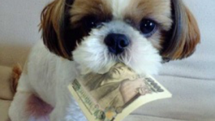 Állatok, akiknek sokkal több pénze van, mint Neked