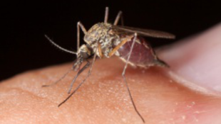 Génmanipulált szúnyogokkal gyógyítanák a betegséget
