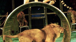 Betiltják az állatszámokat a görög cirkuszokban