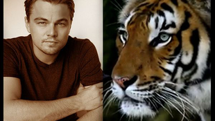 DiCaprio és a tigrisek