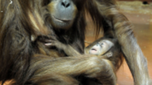 Orángután-bébi született a Fővárosi Állatkertben