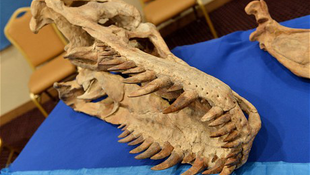 Múzeumba kerülnek a lopott dinoszaurusz csontok?