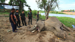 Megölték a híres elefántot