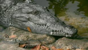 Felfedezés: a krokodilok nyálas zenére nedvesednek