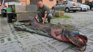 113 kilós harcsát fogott ki egy kaposvári horgász