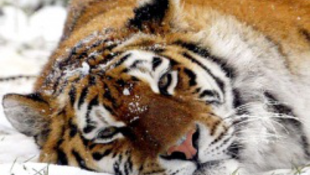 Védett tigriseket éheztettek halálra