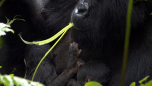 Vad hegyi gorilla ikrek születtek 