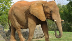 Meghülyült egy elefánt a szafari parkban