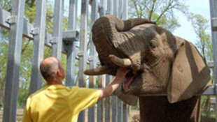 A melegek védelmükbe vették a homoszexuális elefántot