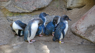 Szabadságot vesznek ki a fáradt pingvinszülők 