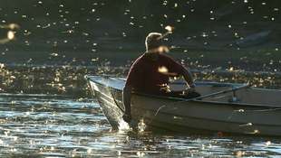 Virágzik a Tisza Szeged alatt