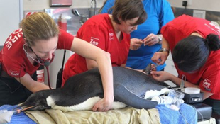 Új-Zéland legjobb sebésze műtötte meg a peches pingvint 