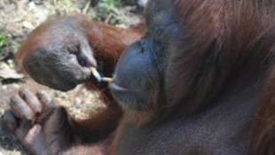 Le kell szoknia a dohányzó orangutánnak (Videó)