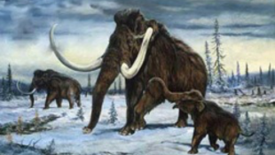 A mamutokat is sújtja a gazdasági válság