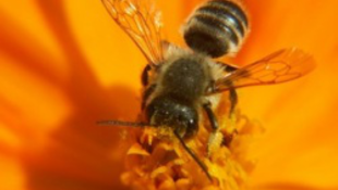 A méheket nem lehet hullákkal megszívatni